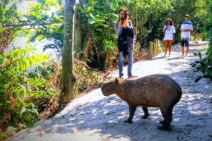 Capybara in the Eco Citytour Rio