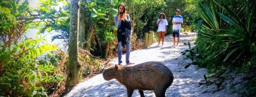 Wildlife tour in Rio