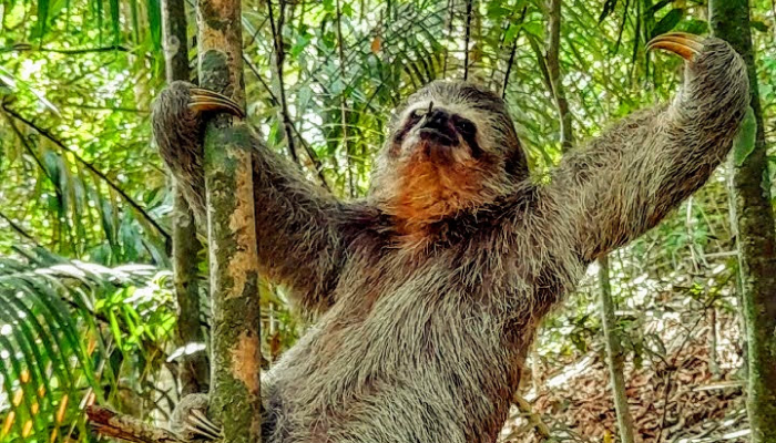 Sloth hanging on a tree branch at Tijuca Forest