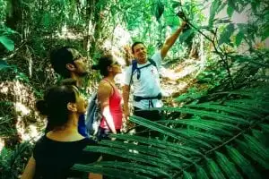 Trilha fácil guiada na Floresta da Tijuca