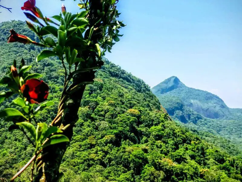 Hiking Tijuca Rio de Janeiro