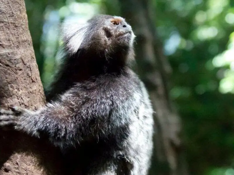 Monkey in a hiking trekking Rio by Adam Kertesz