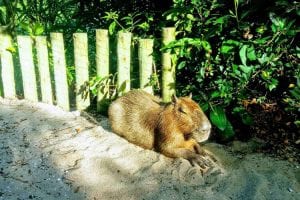 Capybara at Citytour Rio