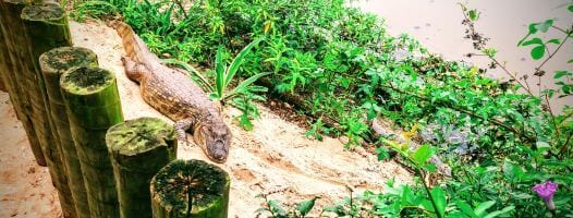 Eco-tourism Citytour in Rio