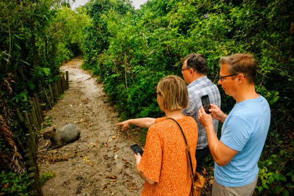 Tourists seein a capybara in a nature park in Rio de Janeiro